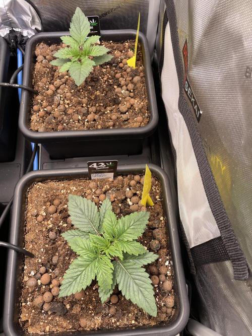 The Devil and his Drink. Week 1