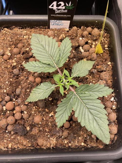 The Devil and his Drink. Week 1 - Dantes Inferno