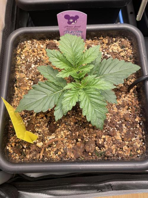 Two Lobsters One Tent. Week 1 - Strawberry Lobster