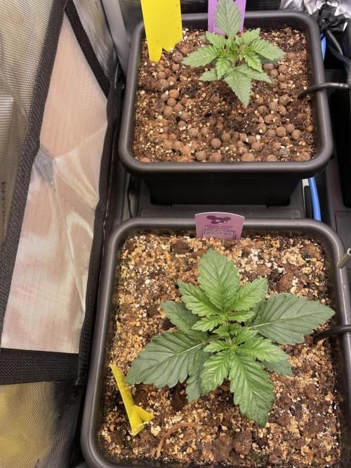 Two Lobsters One Tent. Week 1