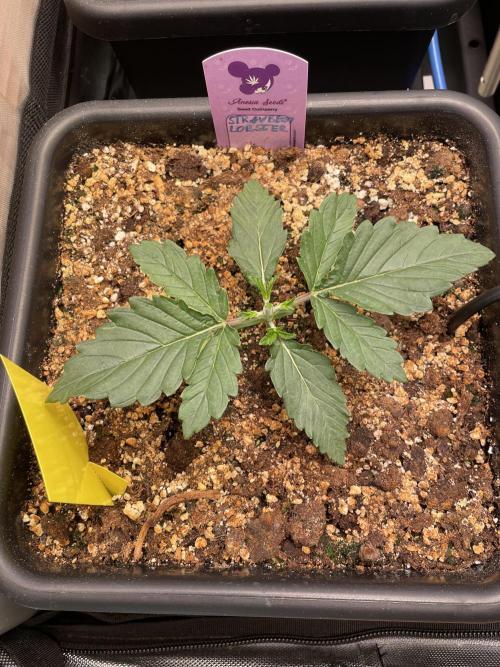 Two Lobsters One Tent. Week 1 - Strawberry Lobster nach dem toppen