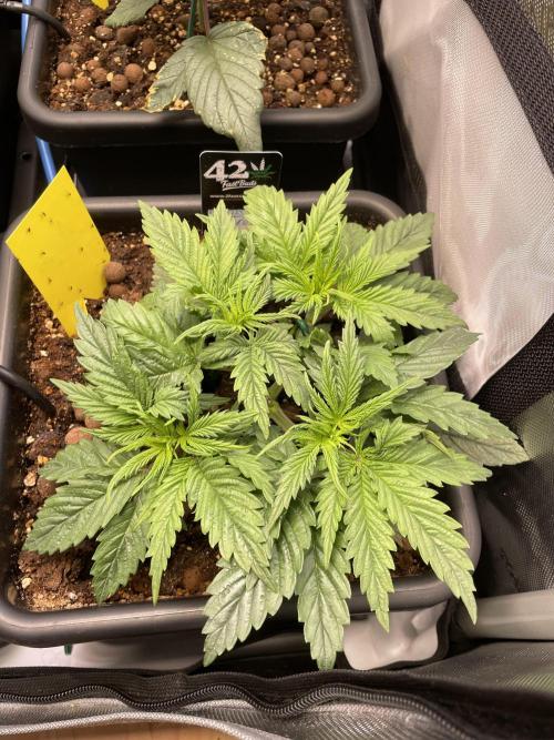 The Devil and his Drink. Week 2 - Dantes Inferno