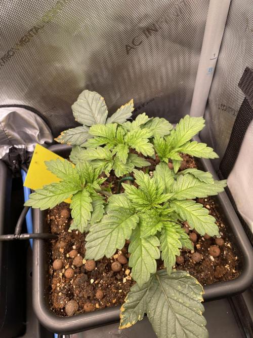 The Devil and his Drink. Week 2 - Pineapple Pucker