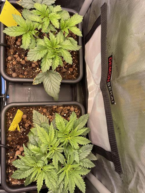 The Devil and his Drink. Week 2