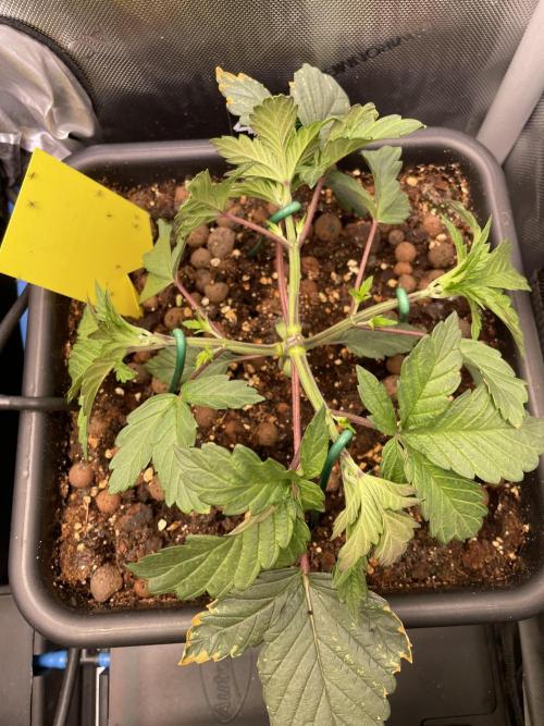 The Devil and his Drink. Week 2 - Pineapple Pucker