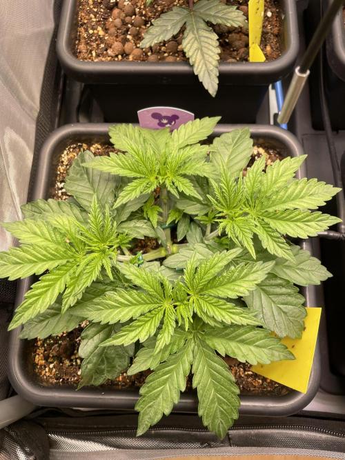 Two Lobsters One Tent. Week 2 - Strawberry Lobster