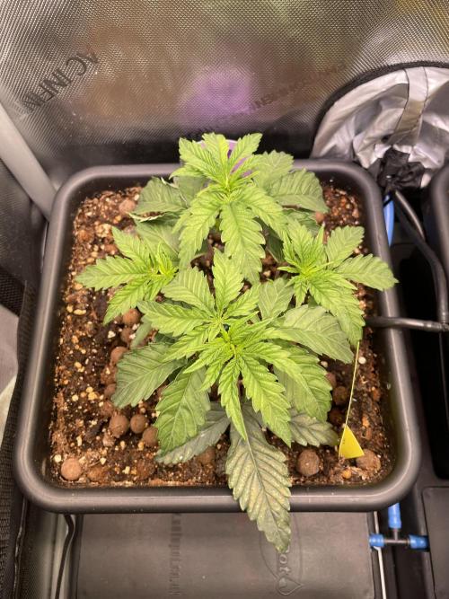 Two Lobsters One Tent. Week 2 - Lobzter