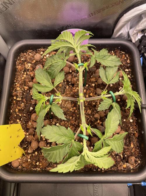 Two Lobsters One Tent. Week 2 - Lobzter