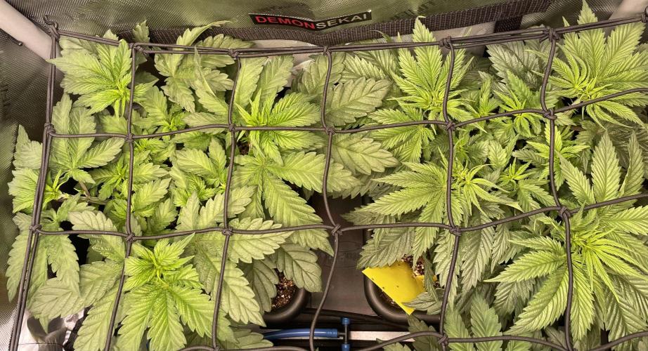 The Devil and his Drink. Week 3