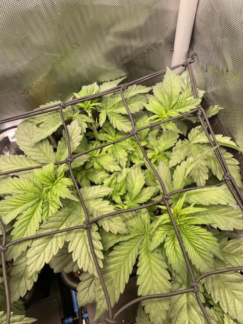 The Devil and his Drink. Week 3 - Pineapple Pucker