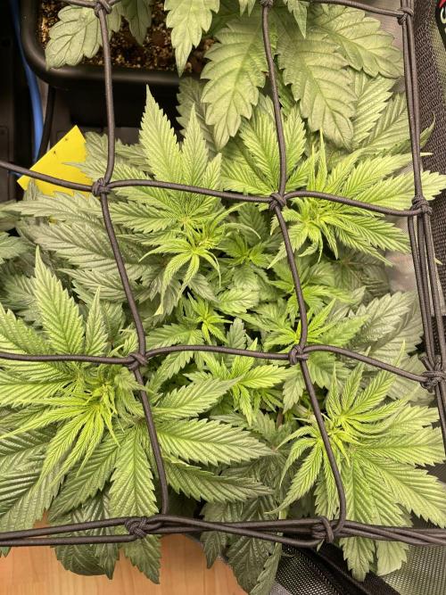 The Devil and his Drink. Week 3 - Dantes Inferno