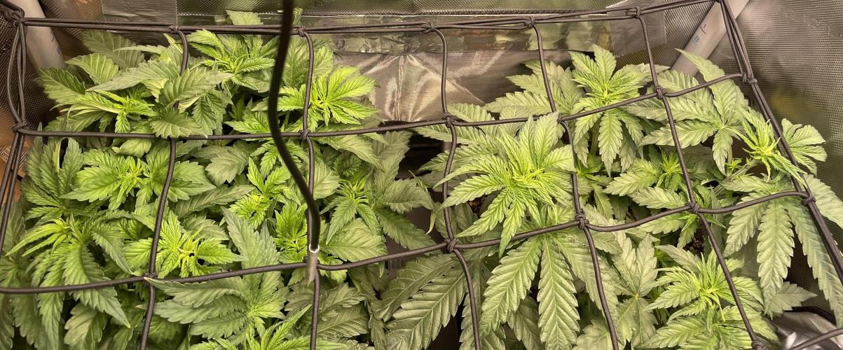 Two Lobsters One Tent. Week 3