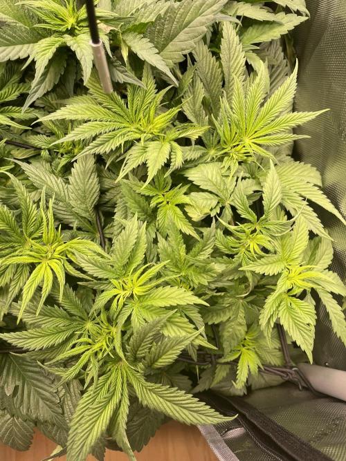 The Devil and his Drink. Week 4 - Dantes Inferno