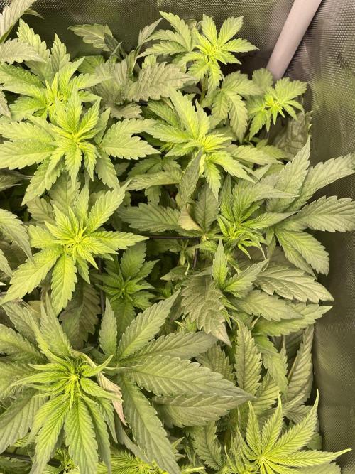 The Devil and his Drink. Week 4 - Pineapple Pucker