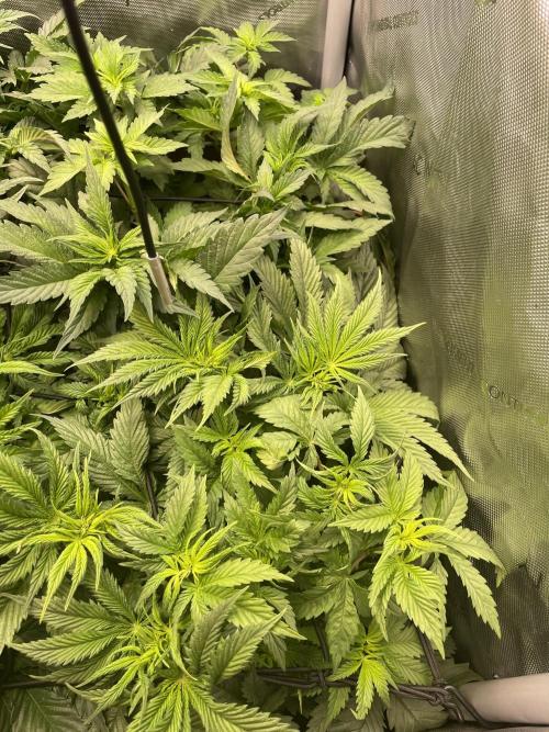 The Devil and his Drink. Week 4