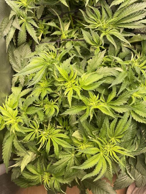 Two Lobsters One Tent. Week 4 - Strawberry Lobster