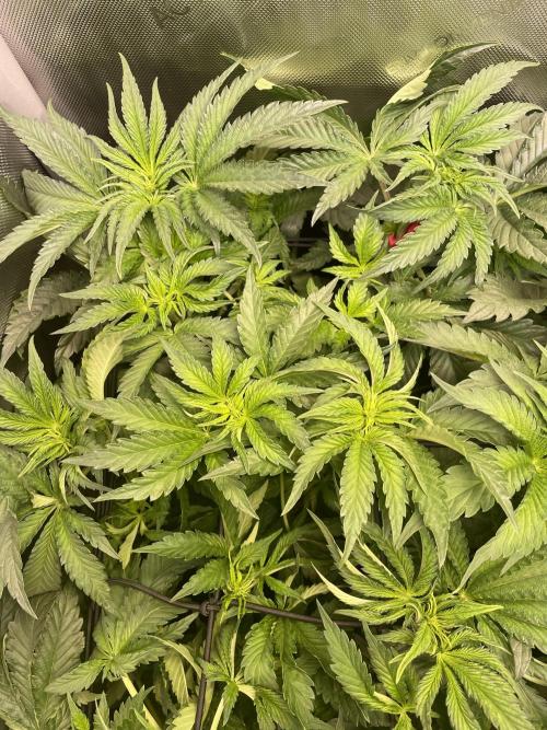 Two Lobsters One Tent. Week 4 - Lobzter