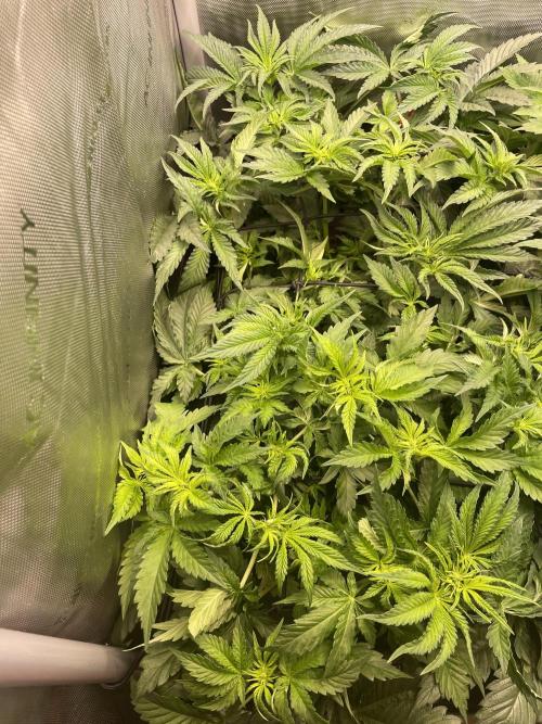 Two Lobsters One Tent. Week 4