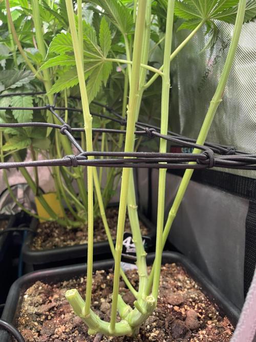 The Devil and his Drink. Week 5 - Vorne entlaubt, hinten ohne Entlaubung