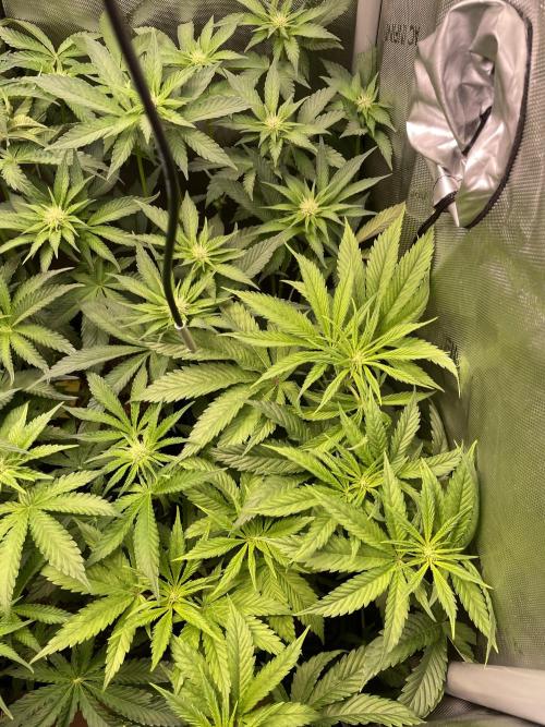 The Devil and his Drink. Week 5