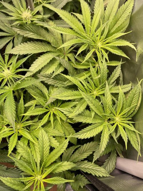 The Devil and his Drink. Week 5 - Dantes Inferno