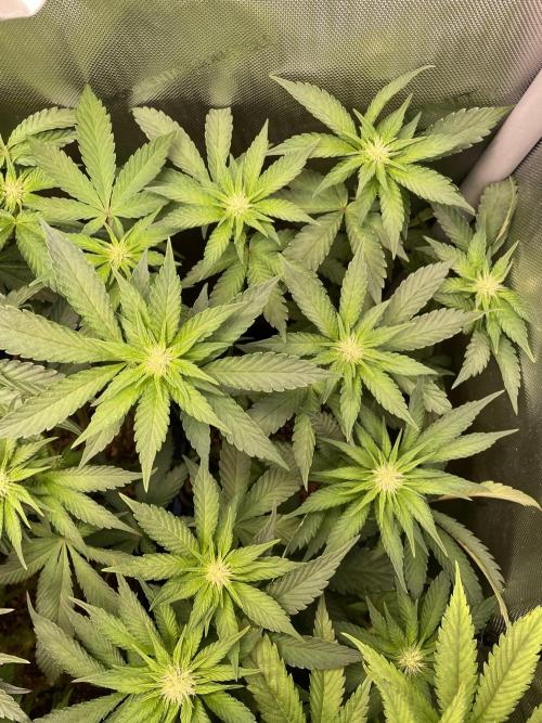 The Devil and his Drink. Week 5 - Pineapple Pucker