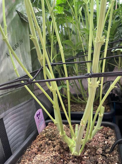 Two Lobsters One Tent. Week 5 - Vorne entlaubt, hinten noch nicht