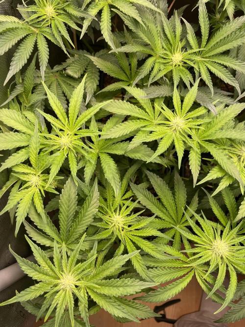 Two Lobsters One Tent. Week 5 - Strawberry Lobster