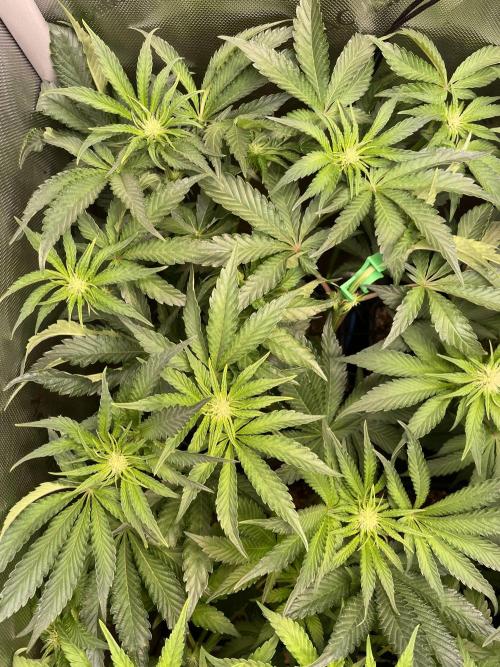 Two Lobsters One Tent. Week 5 - Lobzter