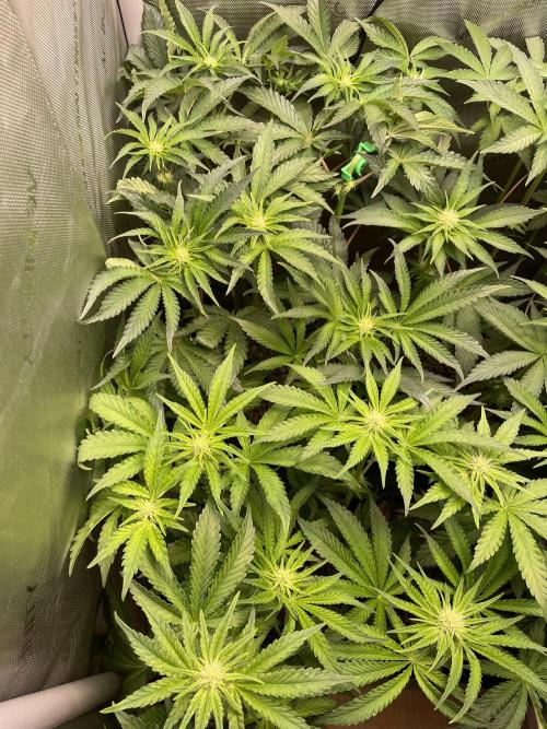 Two Lobsters One Tent. Week 5