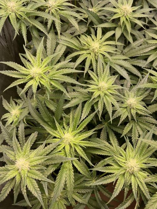 Two Lobsters One Tent. Week 6 - Strawberry Lobster