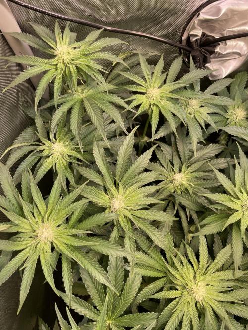 Two Lobsters One Tent. Week 6 - Lobzter