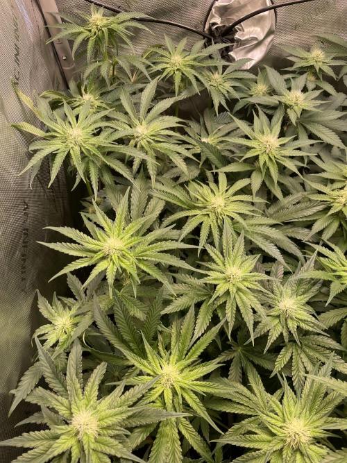 Two Lobsters One Tent. Week 6