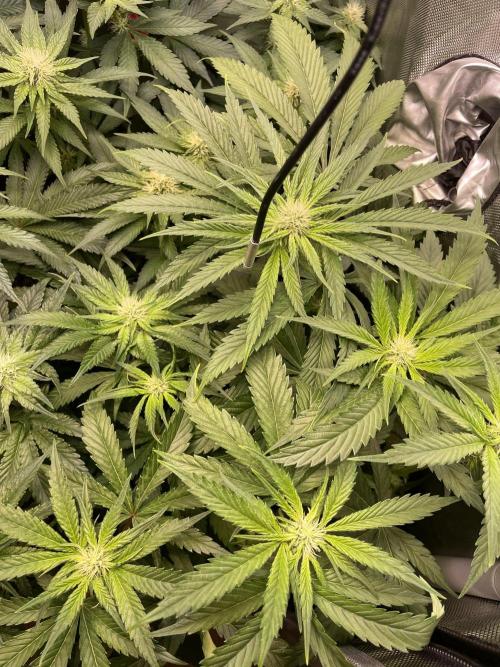 The Devil and his Drink. Week 6 - Dantes Inferno