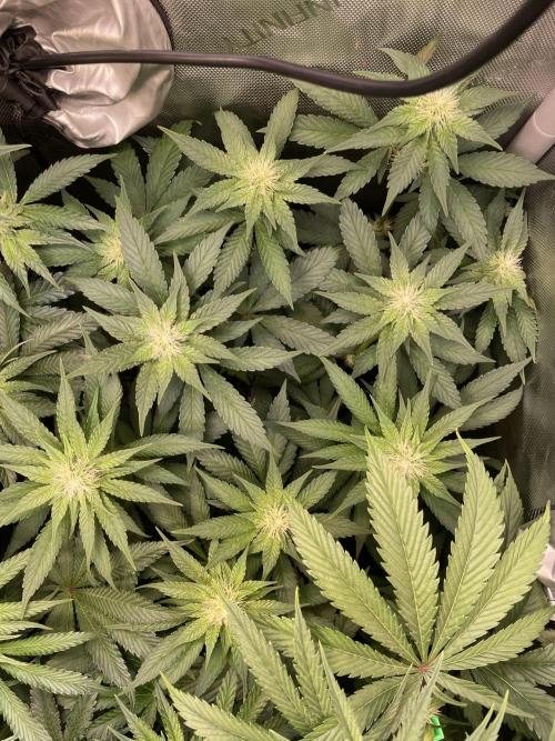 The Devil and his Drink. Week 6 - Pineapple Pucker