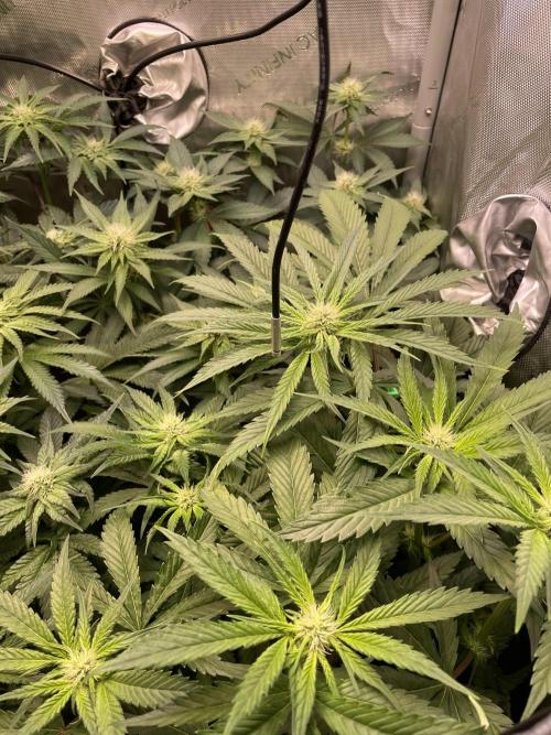 The Devil and his Drink. Week 6