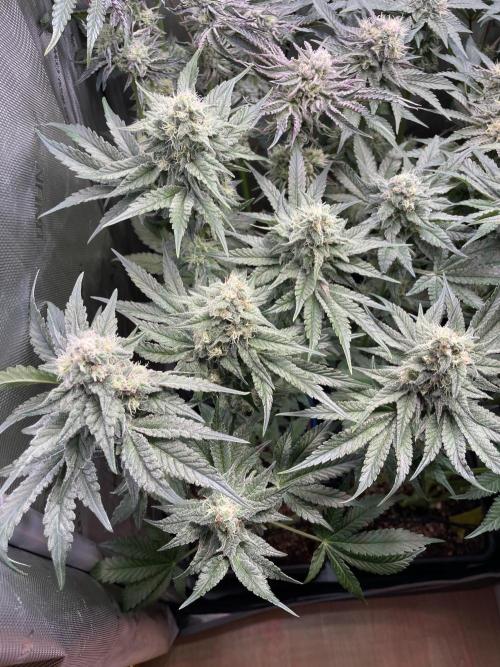 Two Lobsters One Tent. Week 8 - Strawberry Lobster