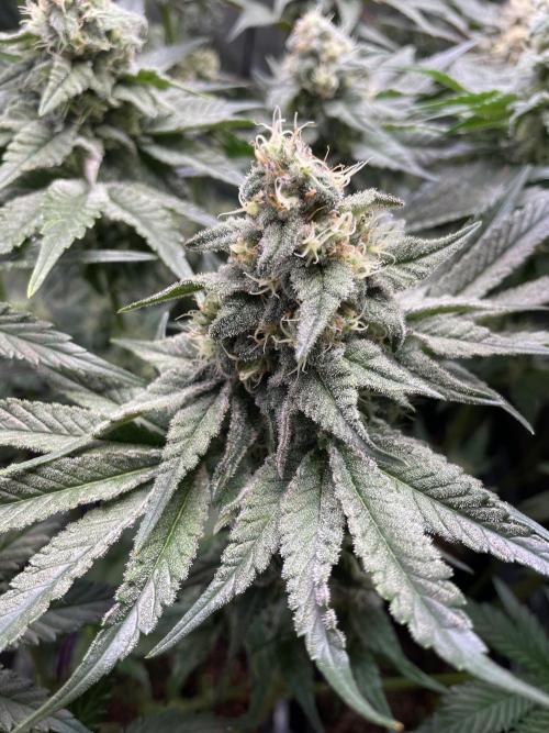 Two Lobsters One Tent. Week 8 - Strawberry Lobster