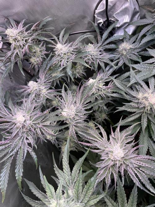 Two Lobsters One Tent. Week 8 - Lobzter