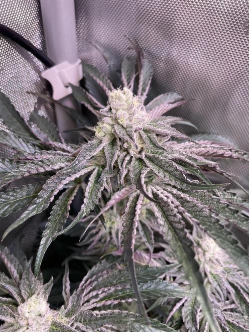 Two Lobsters One Tent. Week 8 - Lobzter