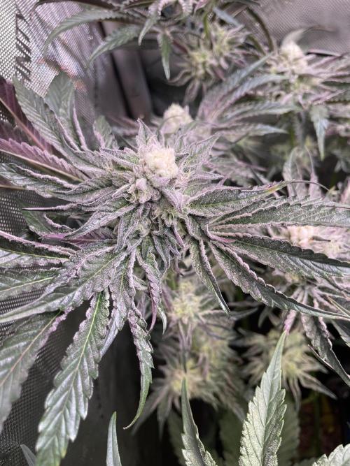 Two Lobsters One Tent. Week 8 - Lobzter