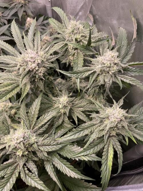 The Devil and his Drink. Week 8 - Dantes Inferno