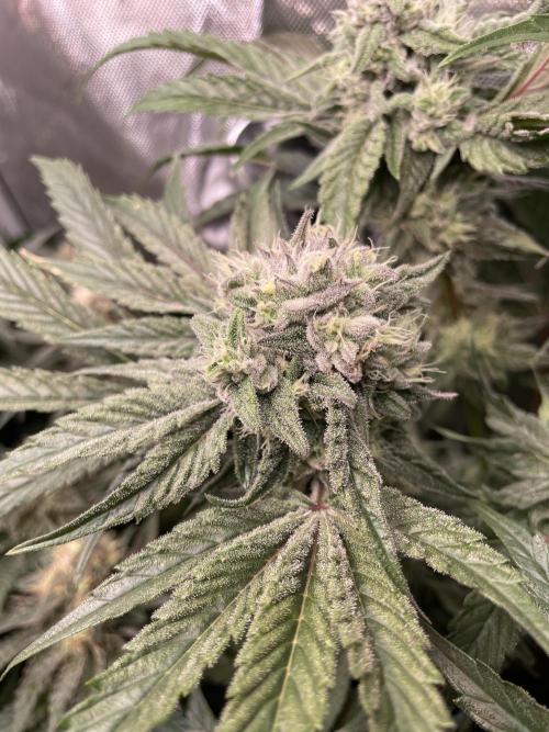 The Devil and his Drink. Week 8 - Dantes Inferno