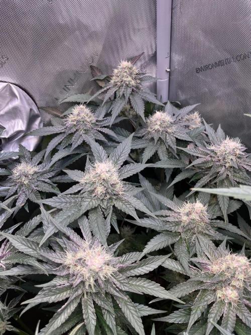 The Devil and his Drink. Week 8 - Pineapple Pucker