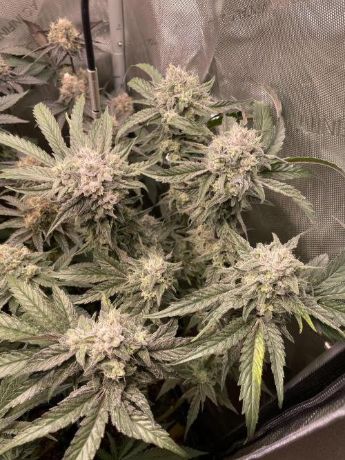 The Devil and his Drink. Week 9 - Dantes Inferno