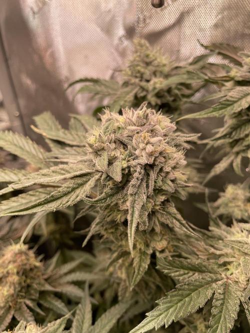 The Devil and his Drink. Week 9 - Dantes Inferno