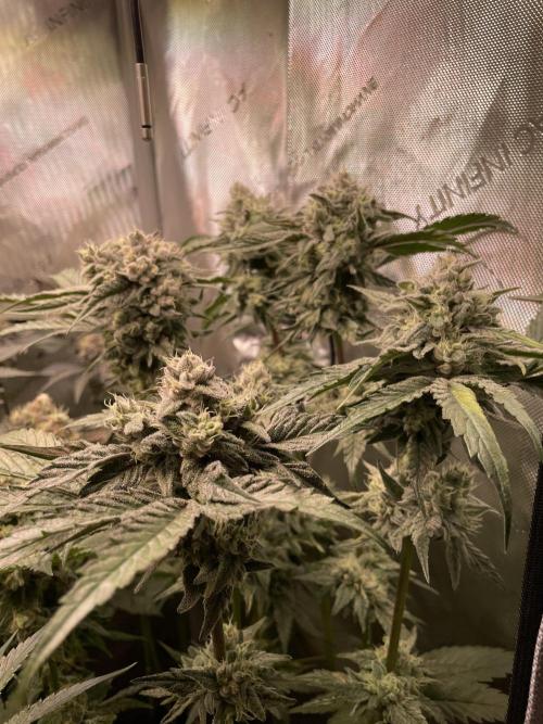 The Devil and his Drink. Week 9 - Dantes Inferno