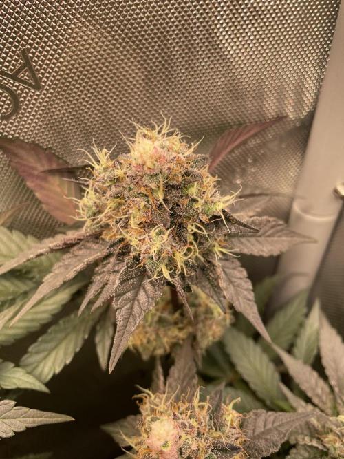 The Devil and his Drink. Week 9 - Pineapple Pucker