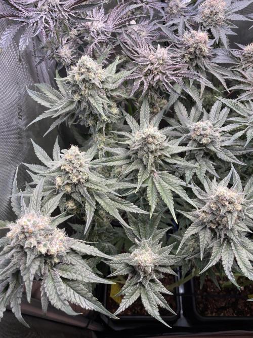 Two Lobsters One Tent. Week 9 - Strawberry Lobster