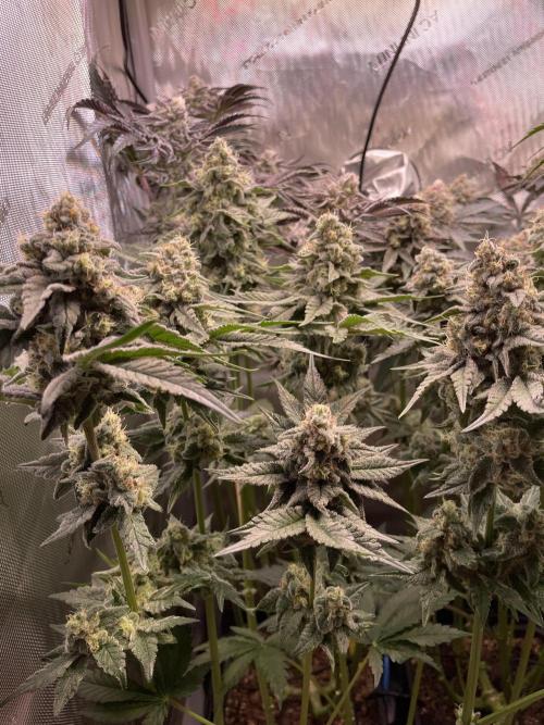 Two Lobsters One Tent. Week 9 - Strawberry Lobster